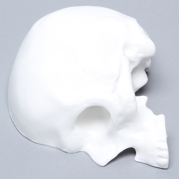 Skull, Left Partial, White Plastic