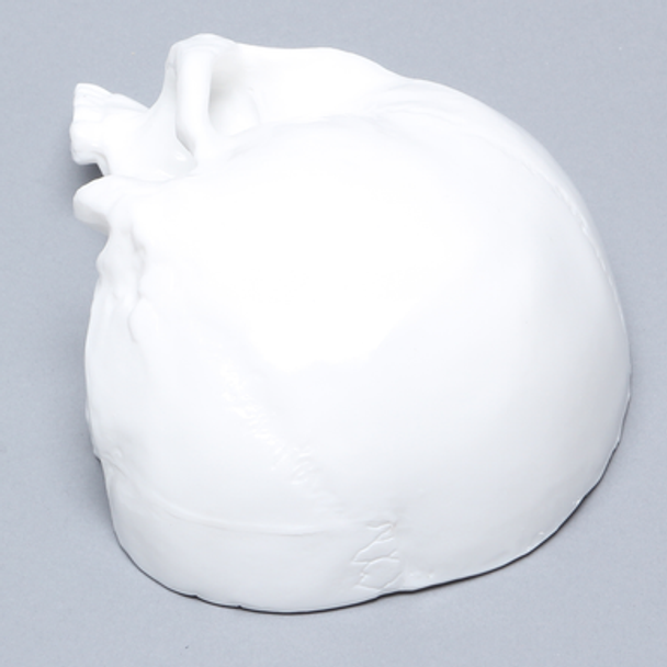 Skull, Left Partial, White Plastic