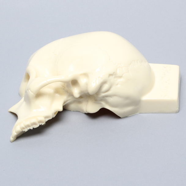Skull, Left Partial, Solid Foam, with Vise Attachment