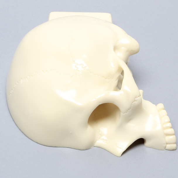 Skull, Left Partial, Solid Foam, with Vise Attachment
