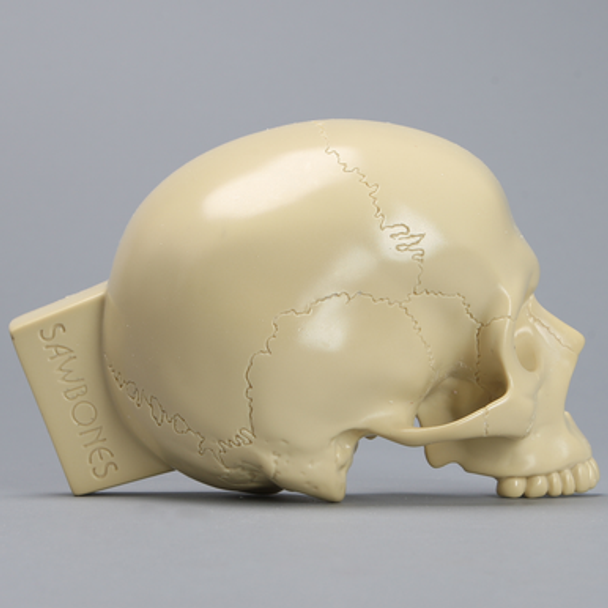 Skull, Right Partial, with Vise Attachment