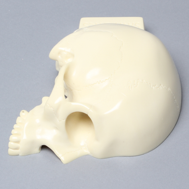 Skull, Right Partial, with Vise Attachment