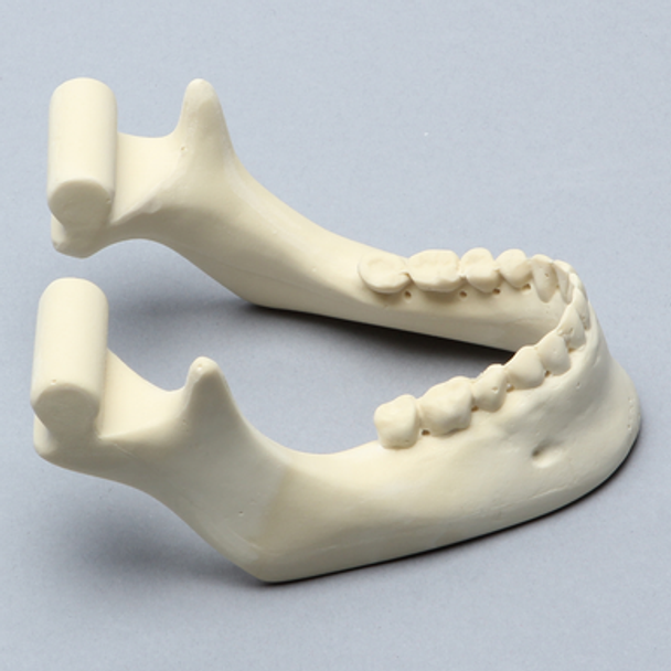 Mandible with Drill Holes, Solid Foam
