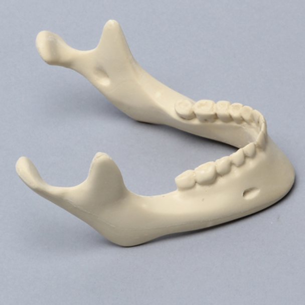 Mandible with Teeth, Foam Cortical Shell