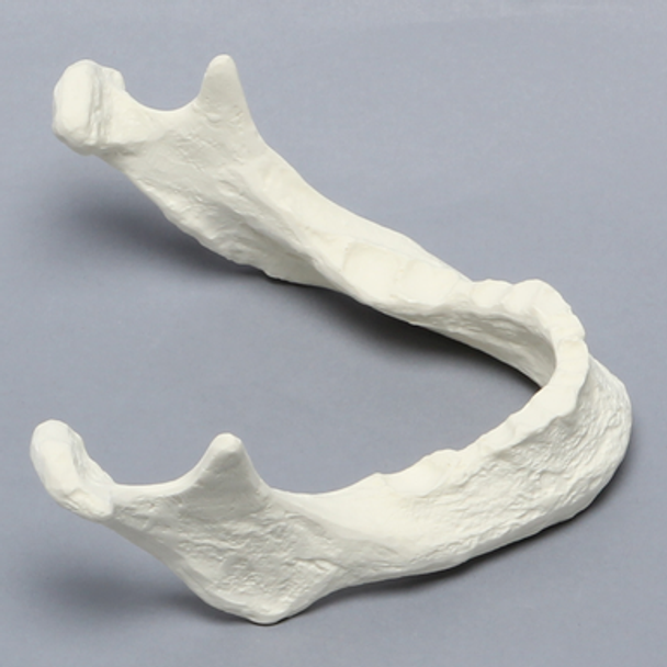 Mandible with Teeth Indentations