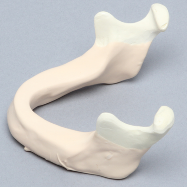 Mandible with Mucosa
