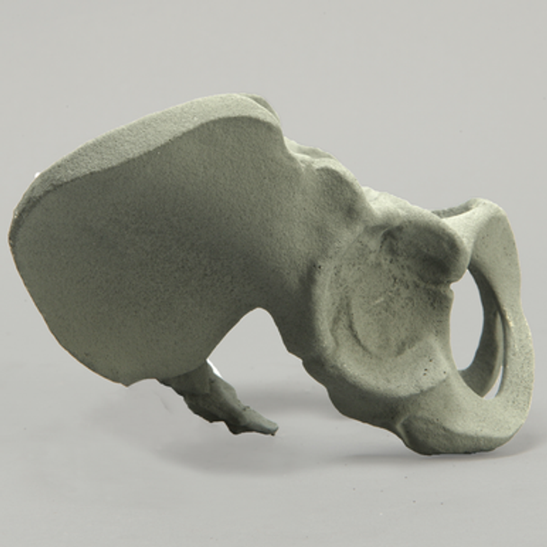 Pelvis with Radiopaque Properties, Pediatric Full