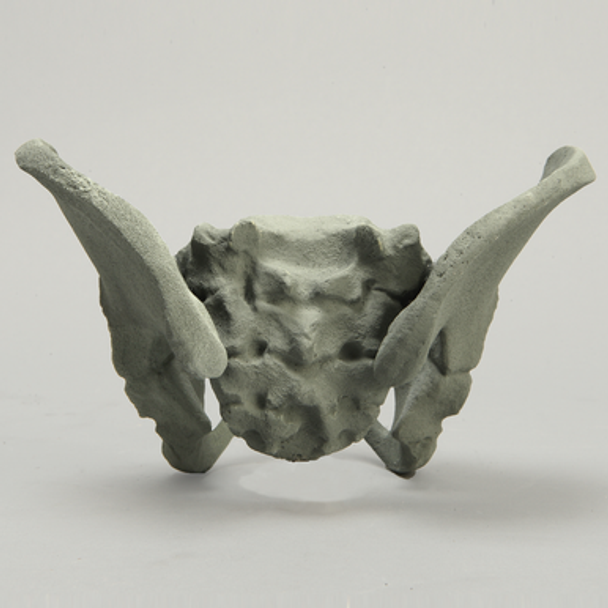 Pelvis with Radiopaque Properties, Pediatric Full