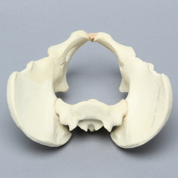 Pelvis, Pediatric Full, Solid Foam