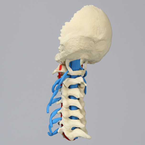 Spine, Cervical with Dura, Nerve Roots, and Artery, Solid Foam