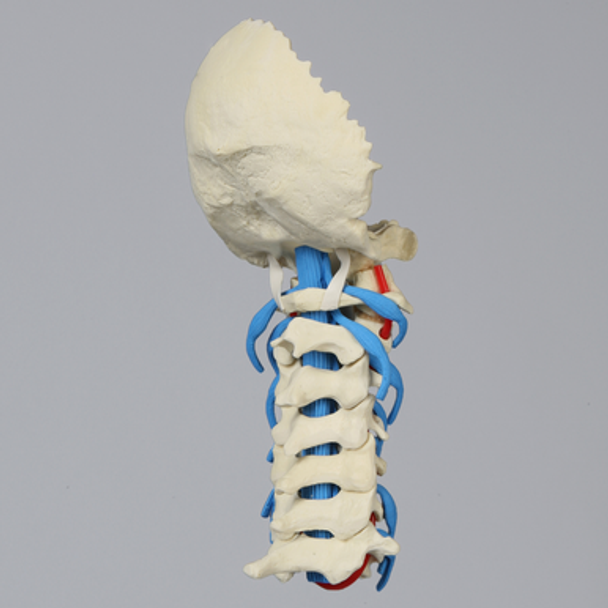 Spine, Cervical with Dura, Nerve Roots, and Artery, Solid Foam