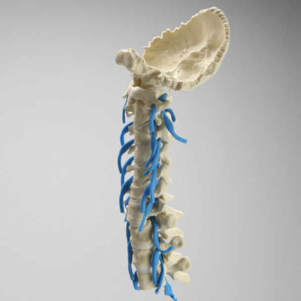 Spine, Occipital-T3, Nerve Roots, Solid Foam