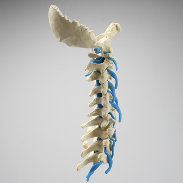 Spine, Occipital-T3, Nerve Roots, Solid Foam