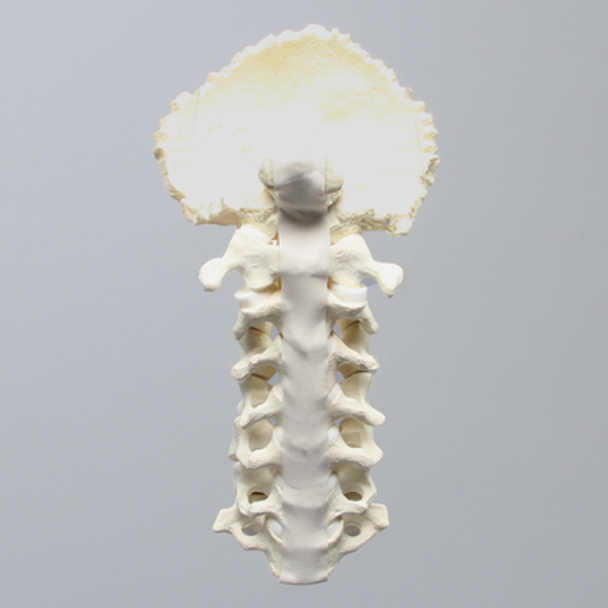 Spine, Cervical with Occipital, Ligaments, and White Discs, Solid Foam