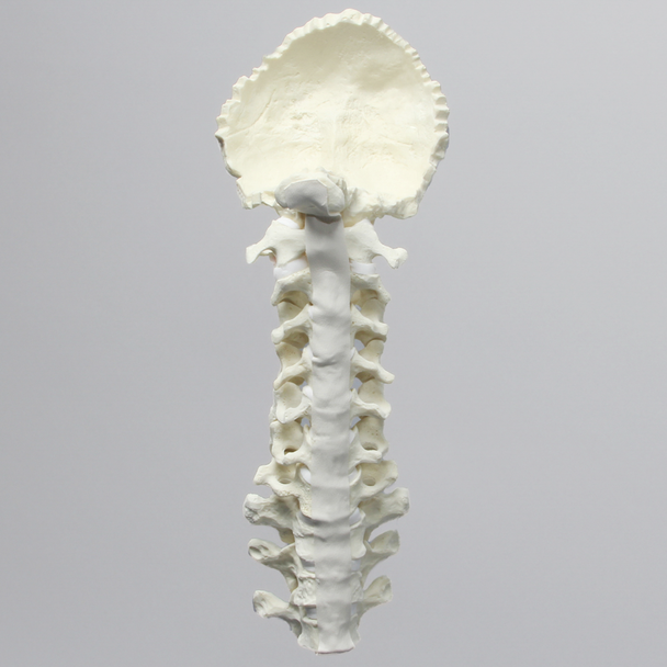 Spine, Occipital-T3, Ligaments and White Discs, Solid Foam