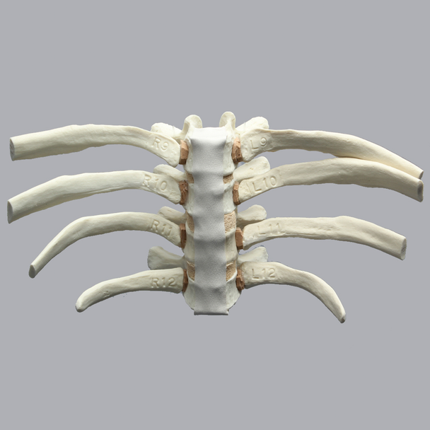 Thoracic Vertebrae with Ribs, Solid Foam