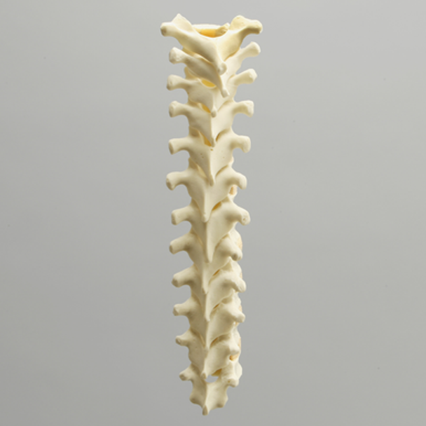 Spine with Reinforced Flex Rod, Pediatric, T1-T12, Solid Foam