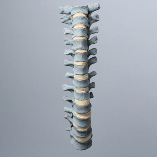 Spine, Thoracic T1-T12, Radiopaque