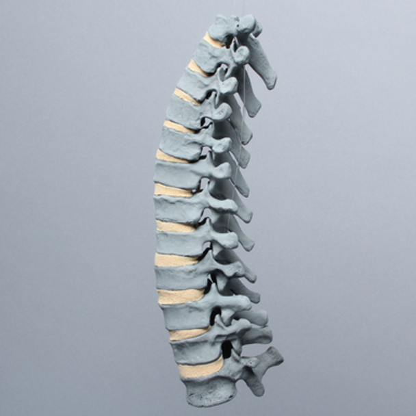 Spine, Thoracic T1-T12, Radiopaque