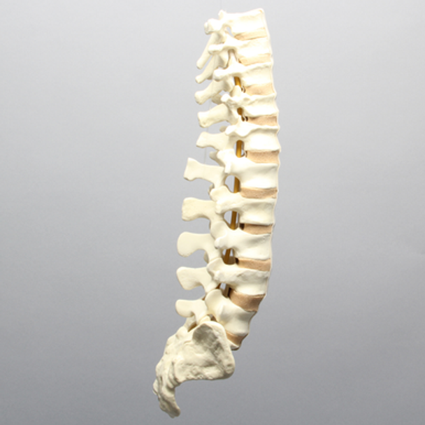 Spine, T8-Sacrum with Tan Discs, Solid Foam