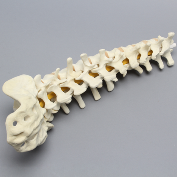 Spine, T8-Sacrum with Tan Discs, Solid Foam