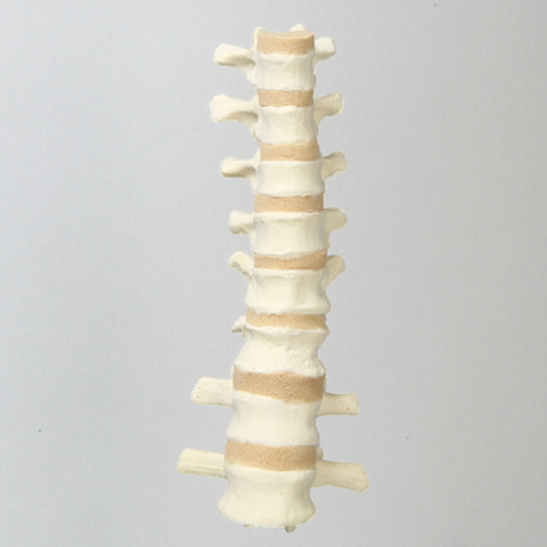 Spine, T7-L2, Solid Foam