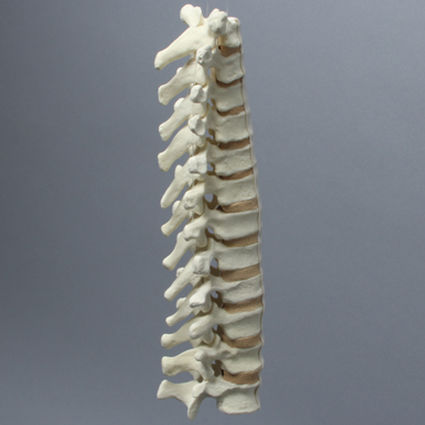 Spine, Thoracic, Foam Cortical Shell