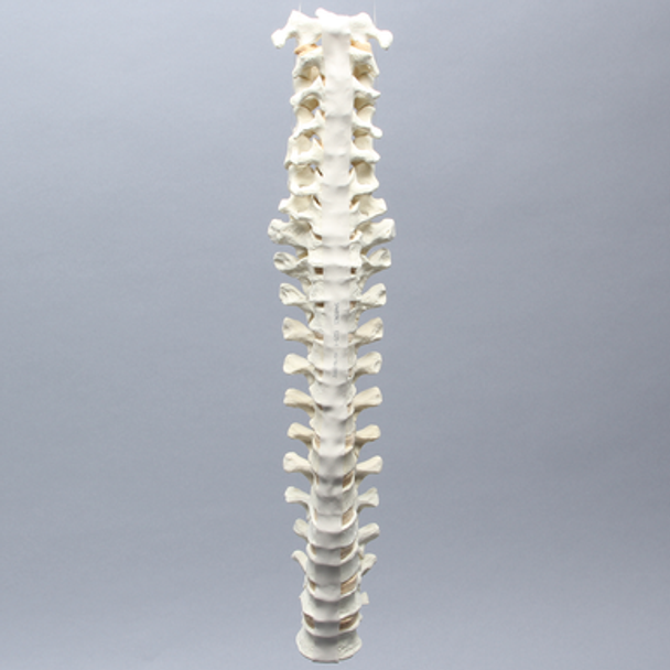 Spine, C1-T12, Solid Foam Spine, C1-T12, Solid Foam