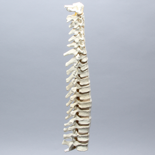 Spine, C1-T12, Solid Foam Spine, C1-T12, Solid Foam