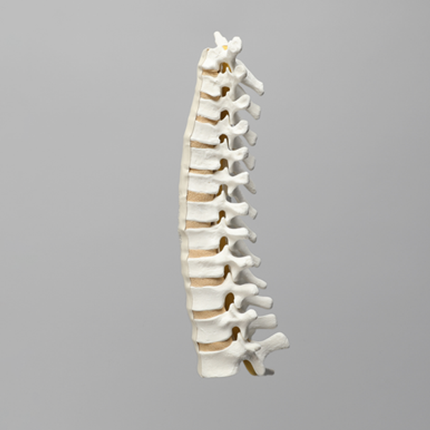 Spine, Thoracic, Solid Foam