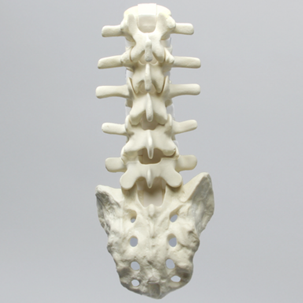 Spine, Lumbar with White Discs and Single Ligament, Solid Foam