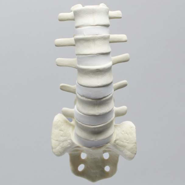 Spine, Lumbar with White Discs and Single Ligament, Solid Foam
