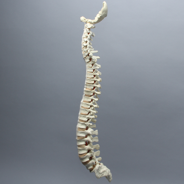 Spine with Occipital, Full, Solid Foam