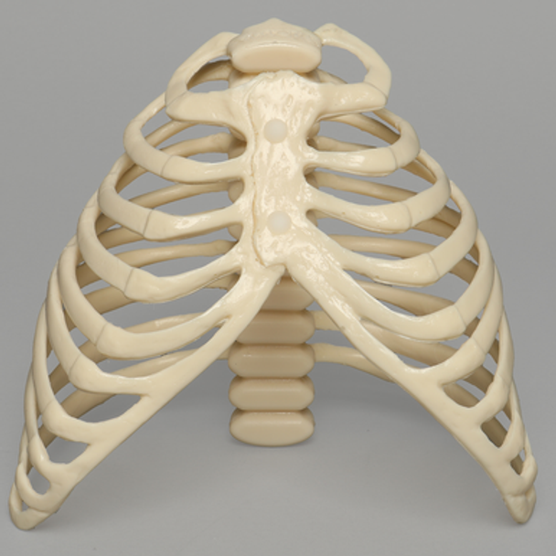 SYMBA™ Articulated Rib Cage System with Holder