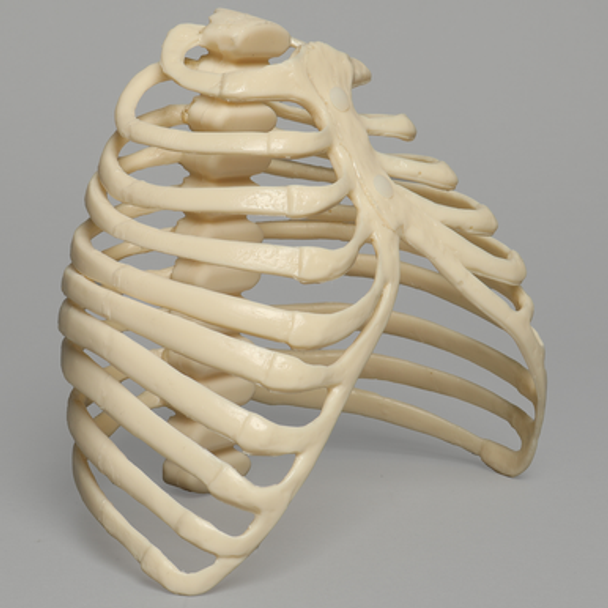 SYMBA™ Articulated Rib Cage System with Holder