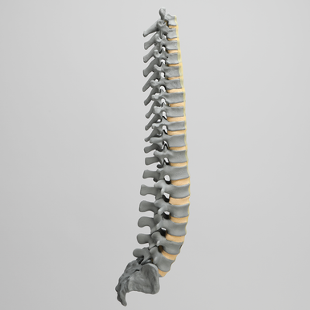Spine, T1-Sacrum, Radiopaque