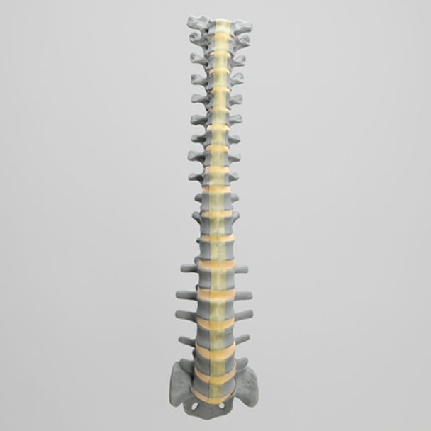 Spine, T1-Sacrum, Radiopaque
