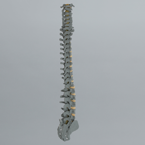 Spine, Full, Radiopaque