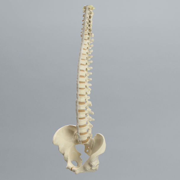 Spine with Pelvis, Flex and Hold Feature, Full, Solid Foam