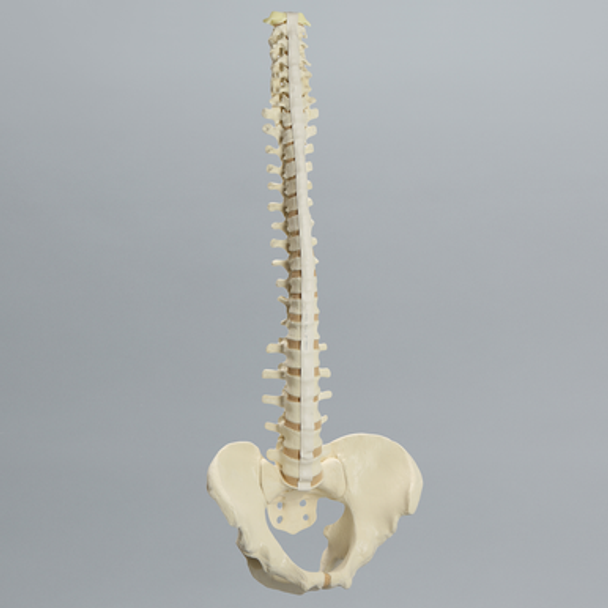 Spine with Pelvis, Flex and Hold Feature, Full, Solid Foam