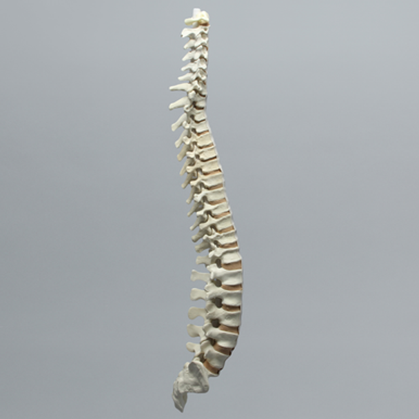 Spine with Flex and Hold Feature, Full, Solid Foam