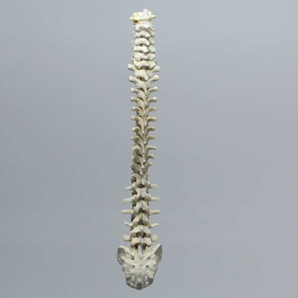 Spine with Flex and Hold Feature, Full, Solid Foam