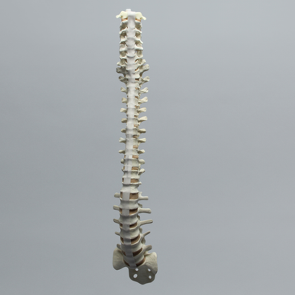 Spine with Flex and Hold Feature, Full, Solid Foam