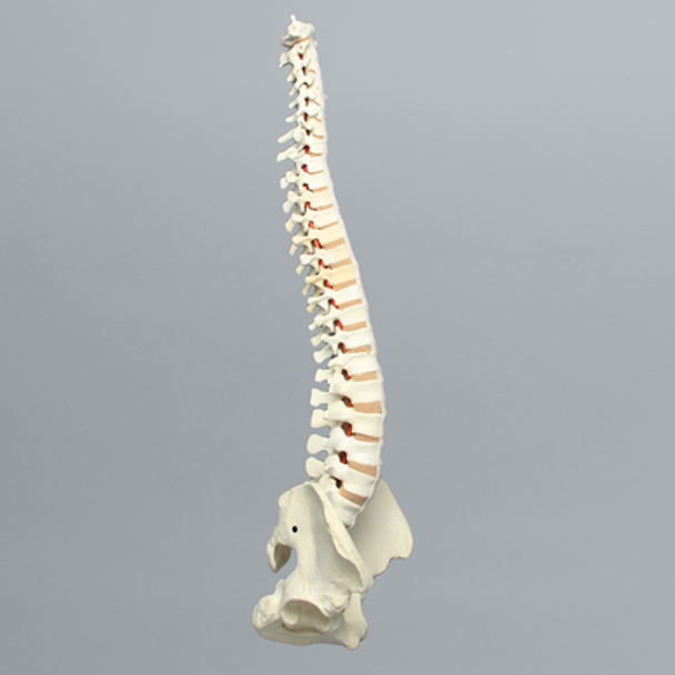 Spine, Male Pelvis, Full, Solid Foam and Foam Cortical Shell