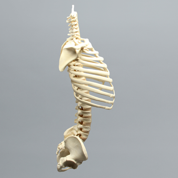 Spine, Torso, Pediatric, Solid Foam