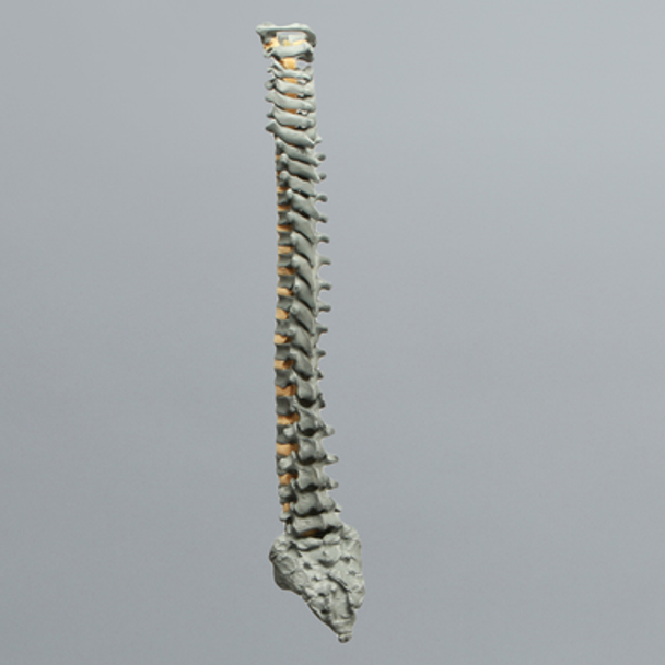 Spine, Pediatric, Full, Radiopaque