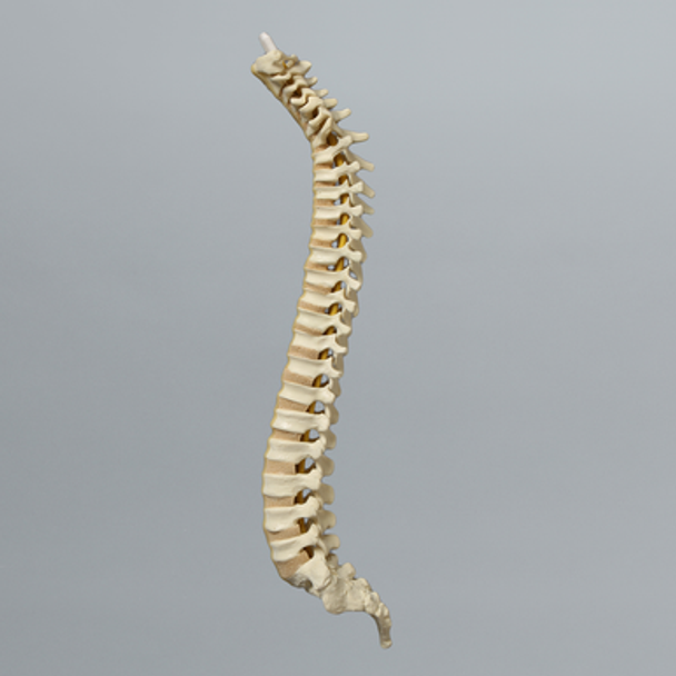 Spine, Pediatric, Full, Solid Foam