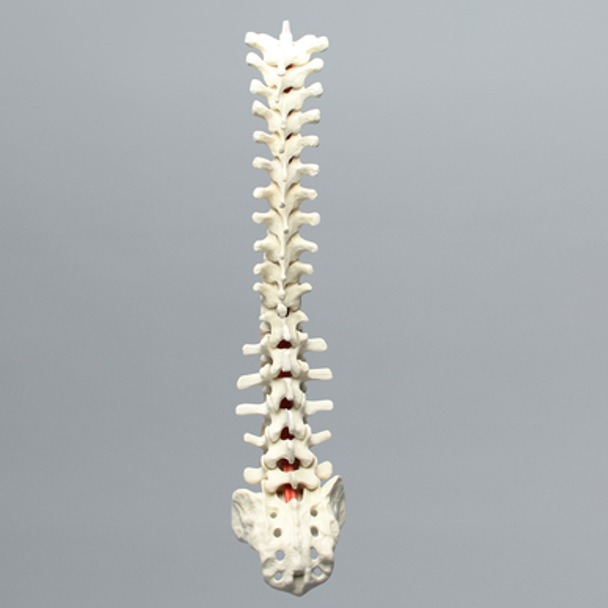 Spine, T1-Sacrum, Solid Foam