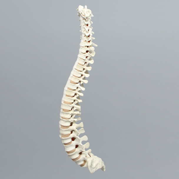 Spine, Full, Partial Cancellous, Foam Cortical