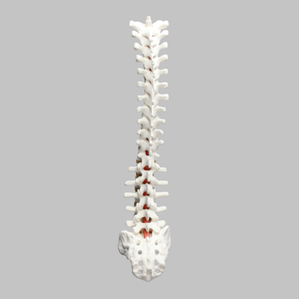 Spine, T1-Sacrum, Foam Cortical